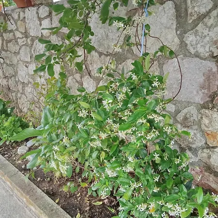 Sofias * Koroni (Messinia)